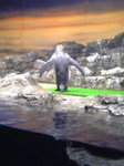 キングペンギン.jpg